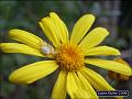 Insect and inflorescence